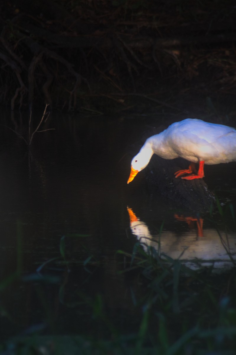 duck sp. - ML642896061