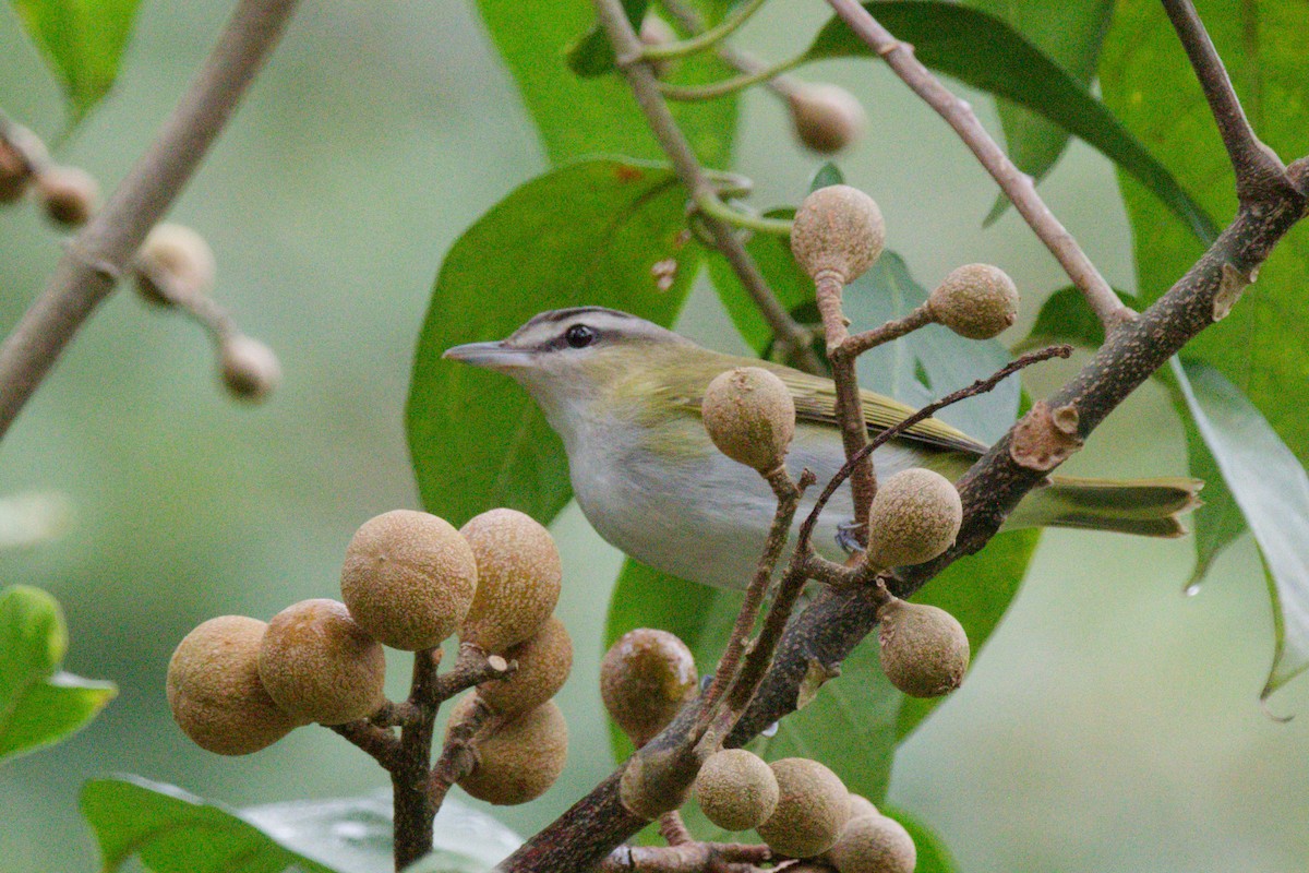 Chivi Vireo - ML642896067