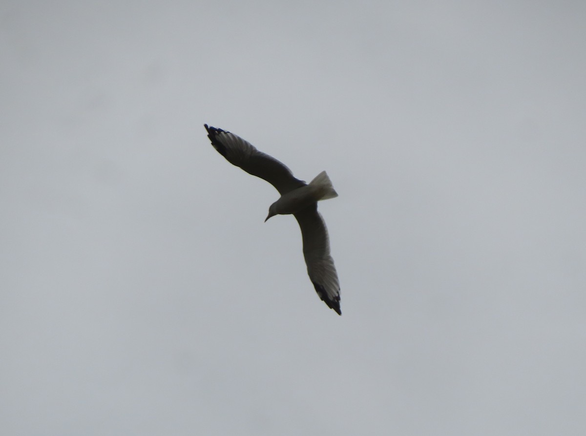 Ring-billed Gull - ML642896068