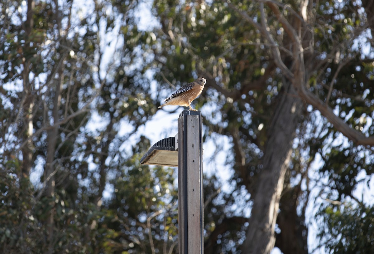 Red-shouldered Hawk - ML642896071