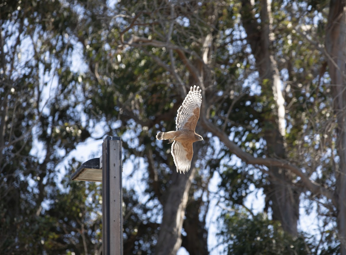 Red-shouldered Hawk - ML642896072