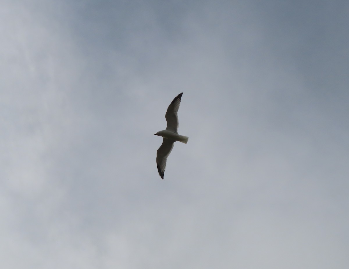 Ring-billed Gull - ML642896073