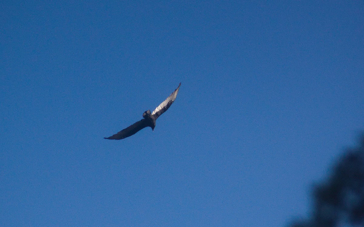 Turkey Vulture - ML642896074