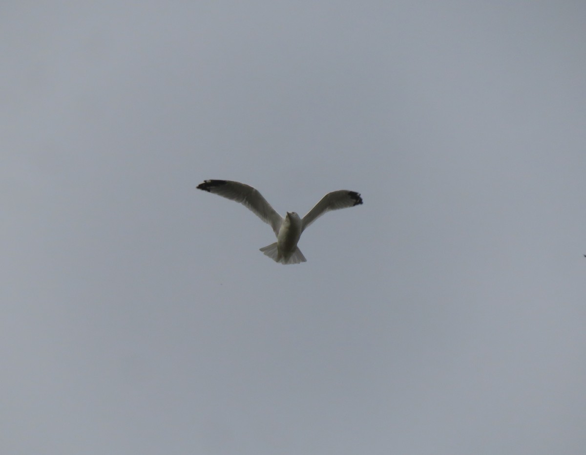 Ring-billed Gull - ML642896075