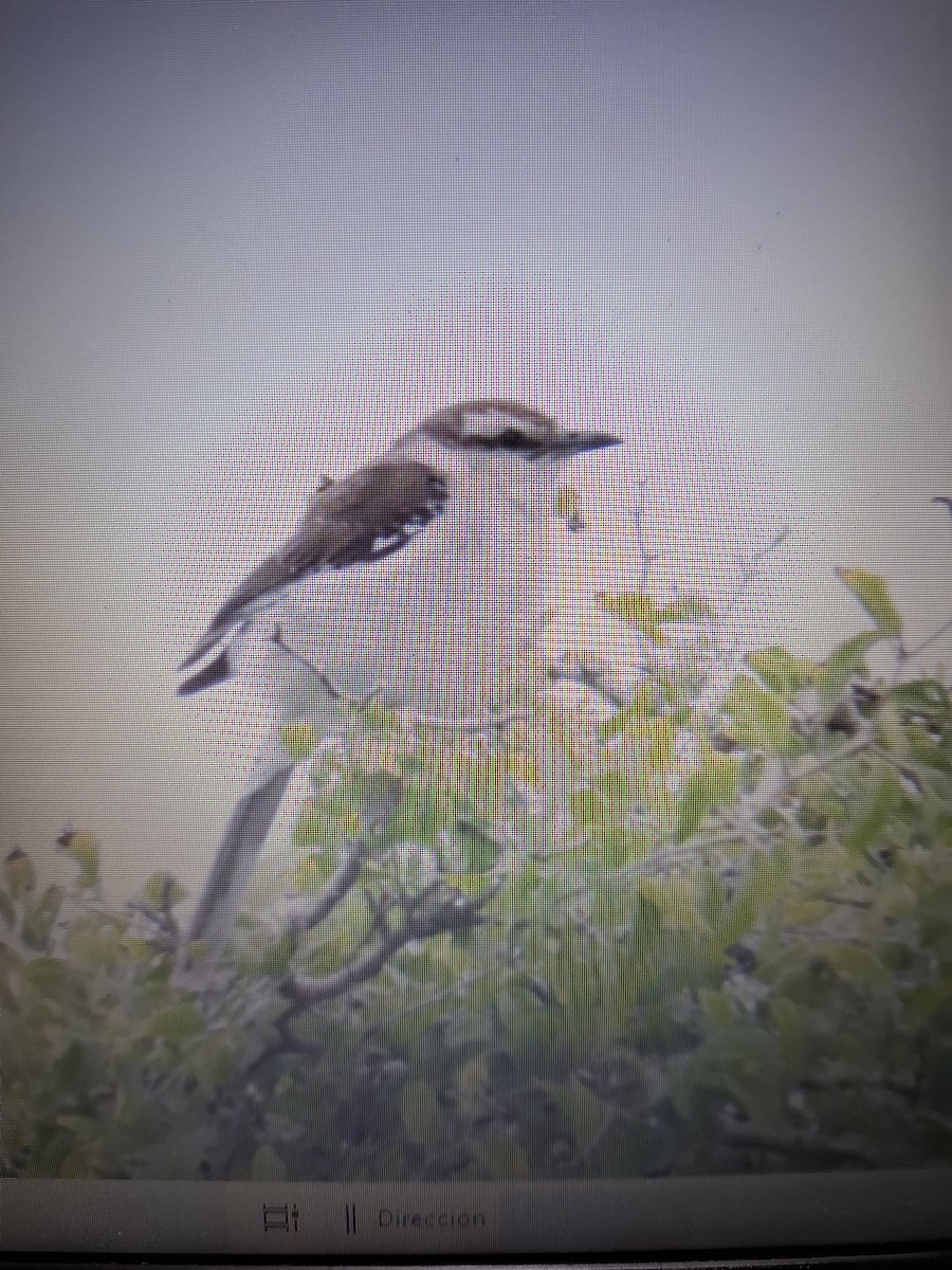 Chalk-browed Mockingbird - ML642896076