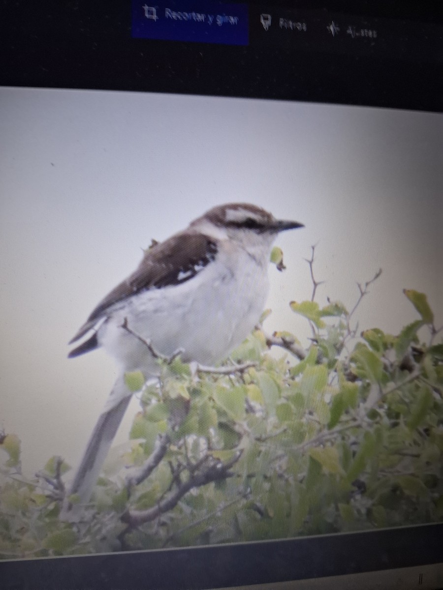 Chalk-browed Mockingbird - ML642896077