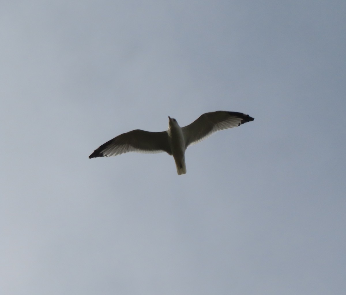Ring-billed Gull - ML642896079