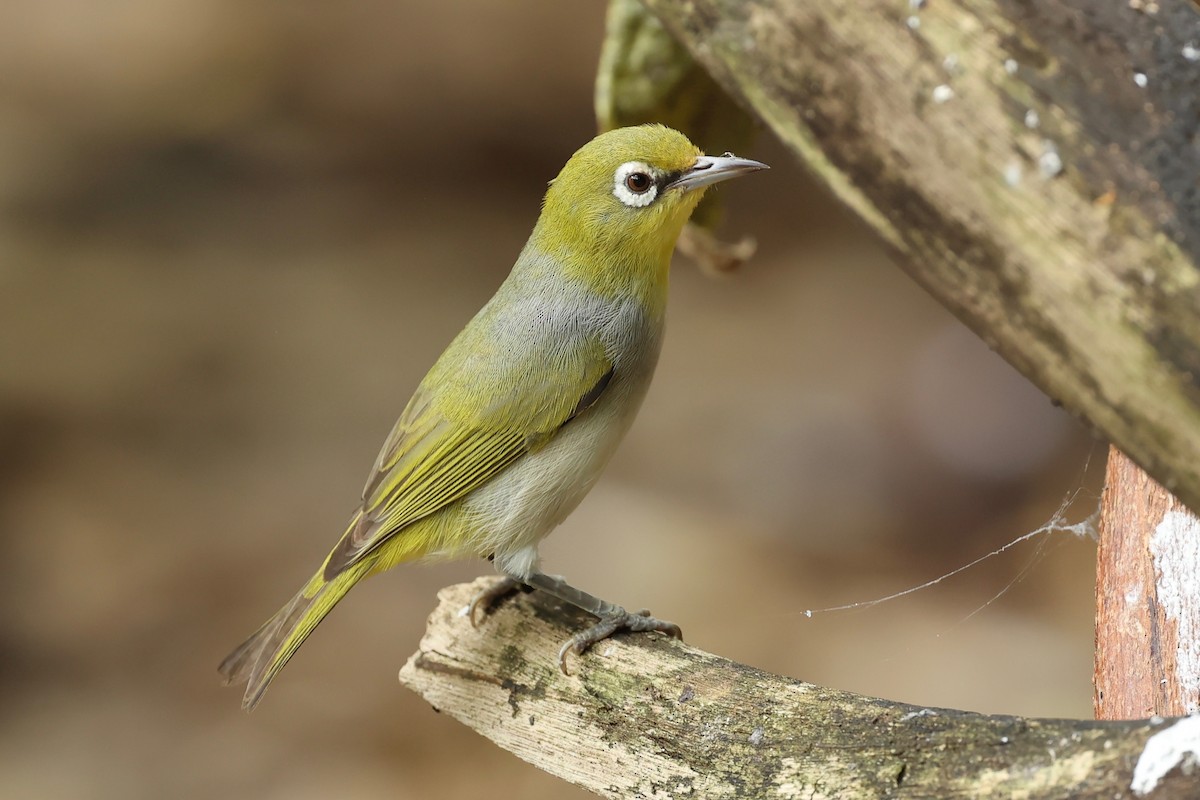 Ashy-bellied White-eye x Silvereye (hybrid) - ML642896080