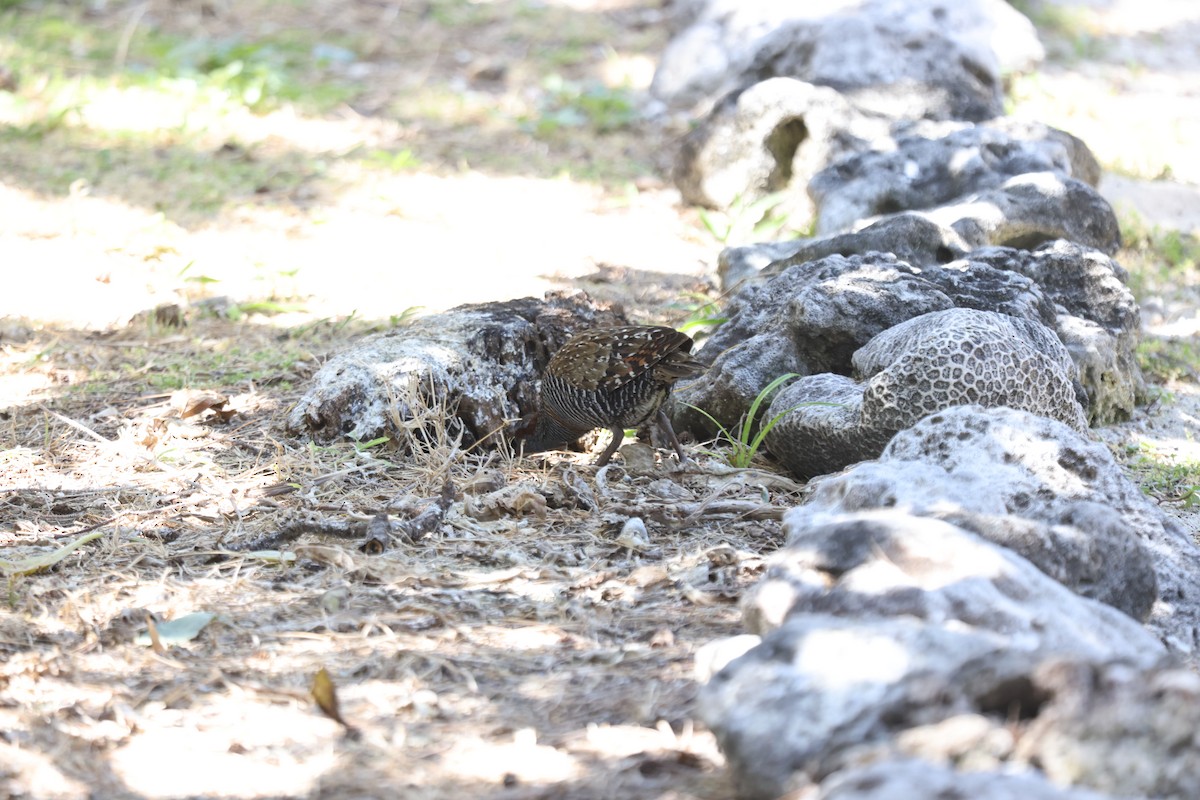 Buff-banded Rail - ML642896087