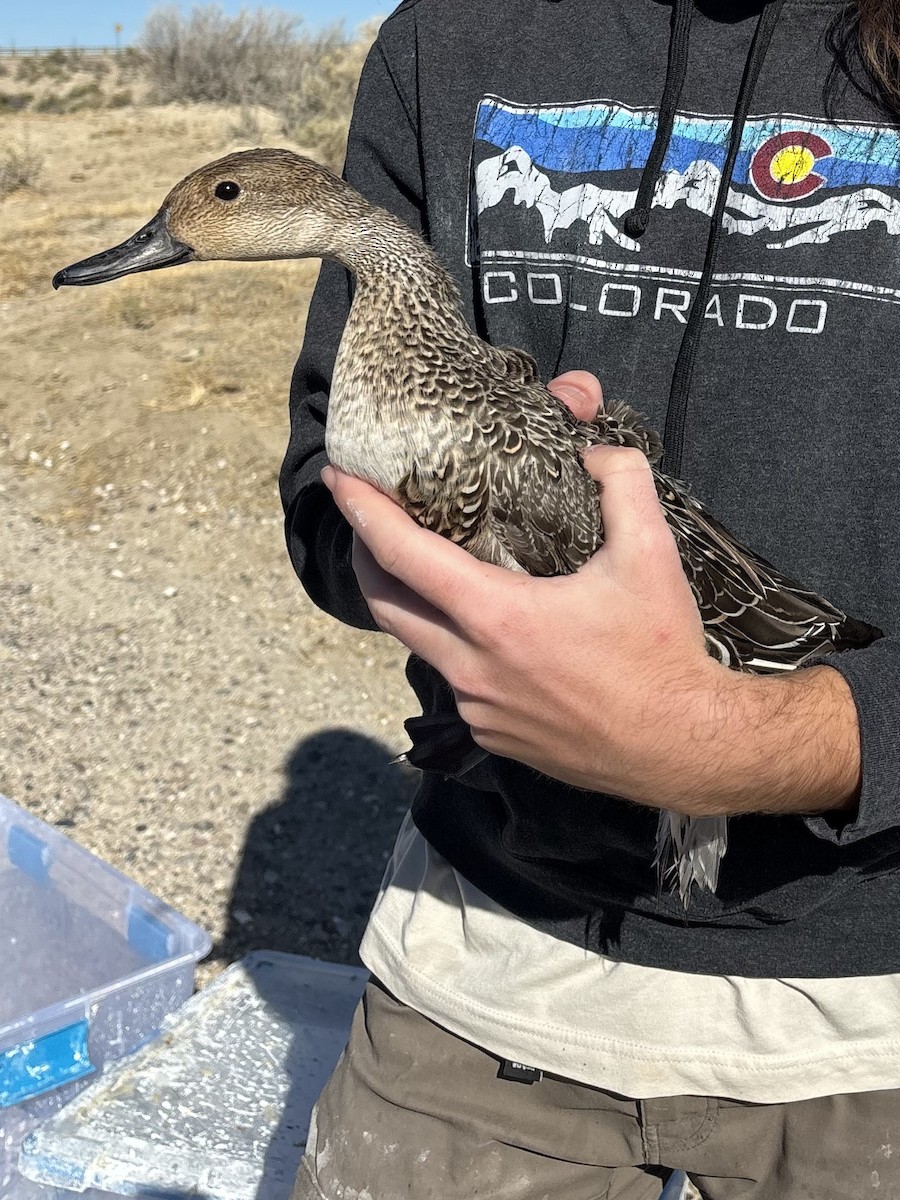 Northern Pintail - ML642896089