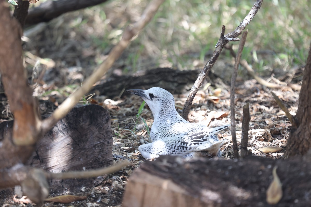 Red-tailed Tropicbird - ML642896090