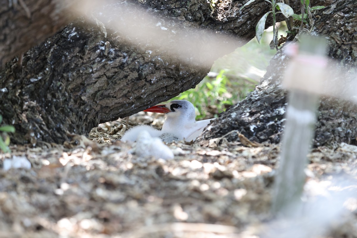 Red-tailed Tropicbird - ML642896091