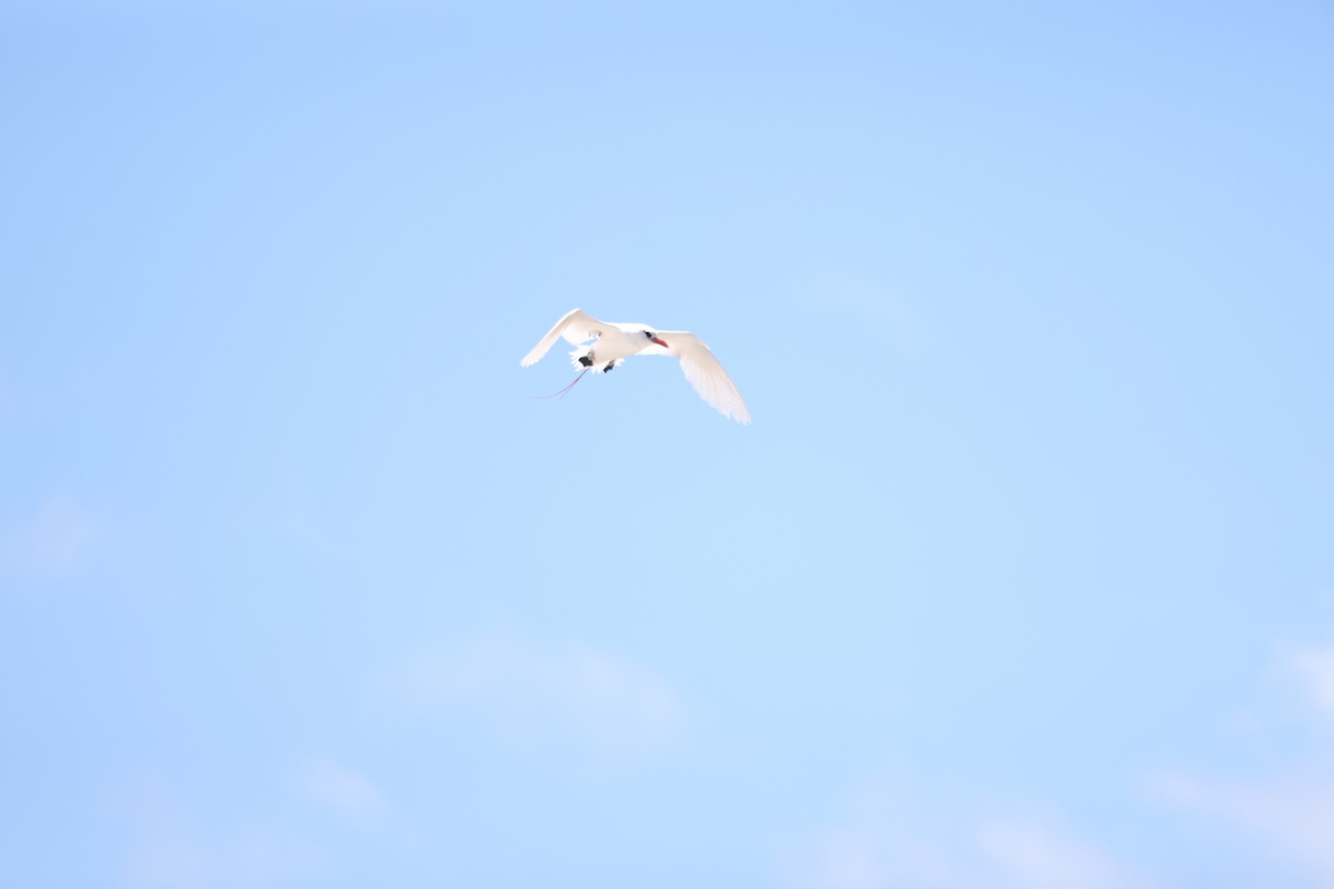 Red-tailed Tropicbird - ML642896096
