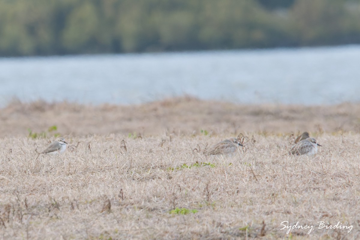 Double-banded Plover - ML642896097