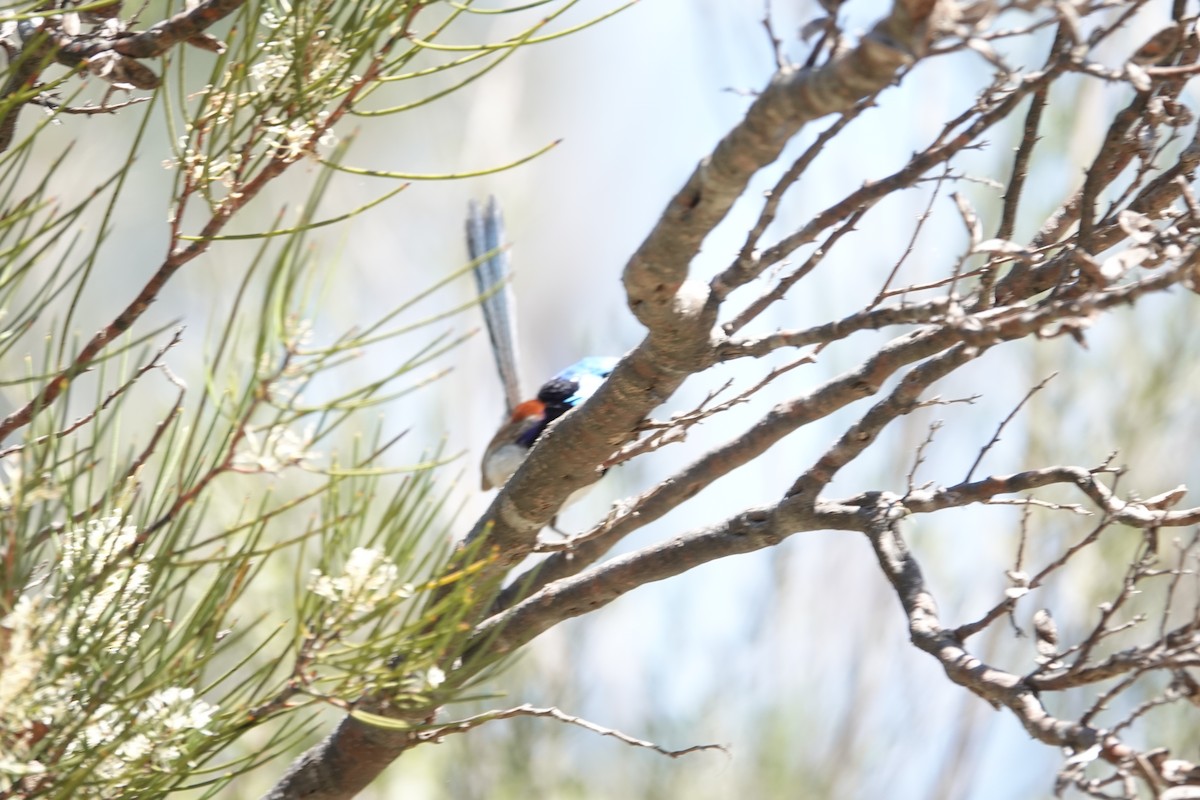 Purple-backed Fairywren (Purple-backed) - ML642896113