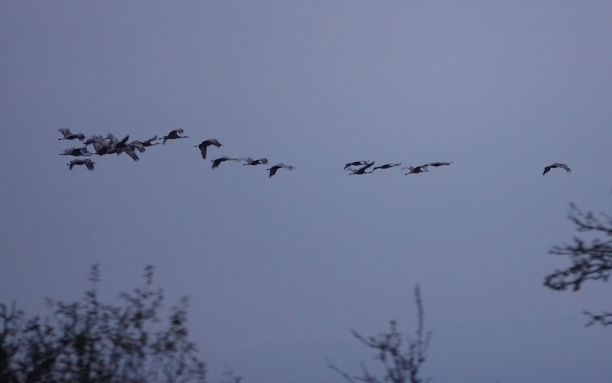 Sandhill Crane - ML642896122