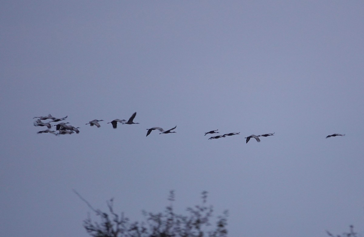 Sandhill Crane - ML642896123