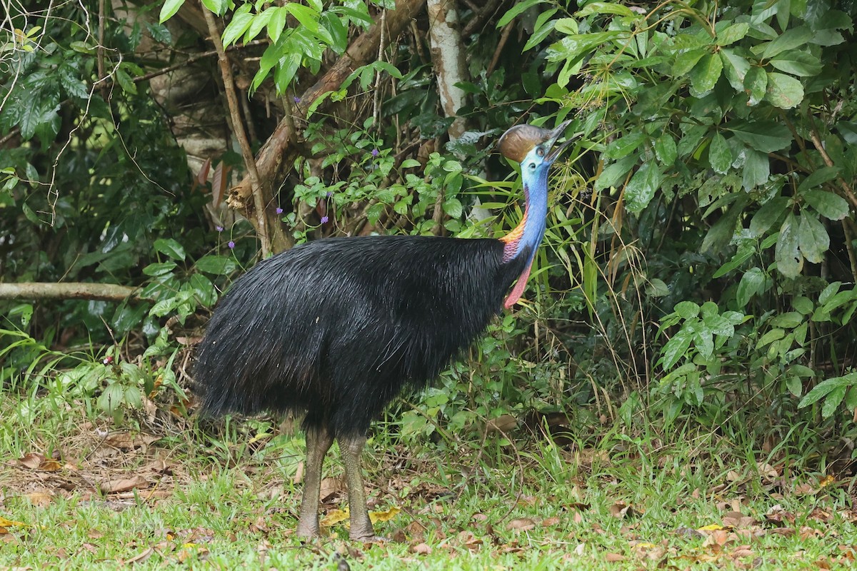 Southern Cassowary - ML642896140
