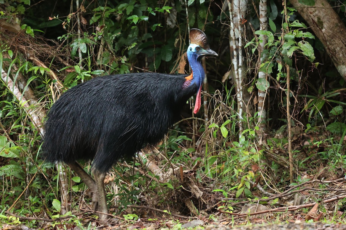 Southern Cassowary - ML642896141
