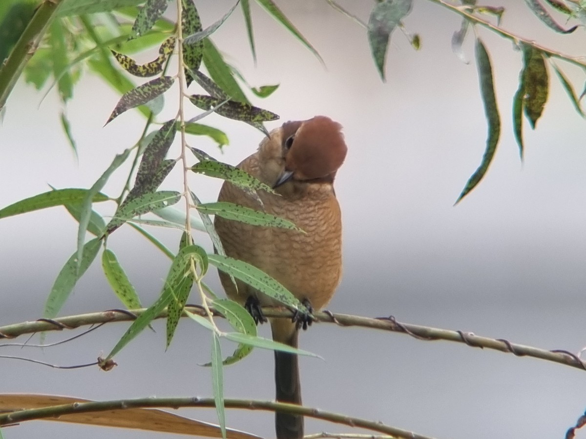 Bull-headed Shrike - ML642896147