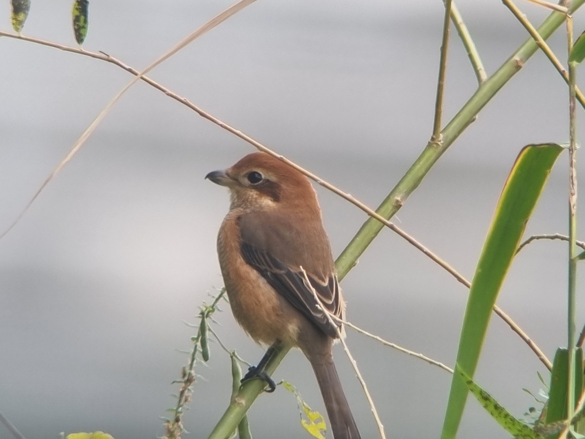 Bull-headed Shrike - ML642896148