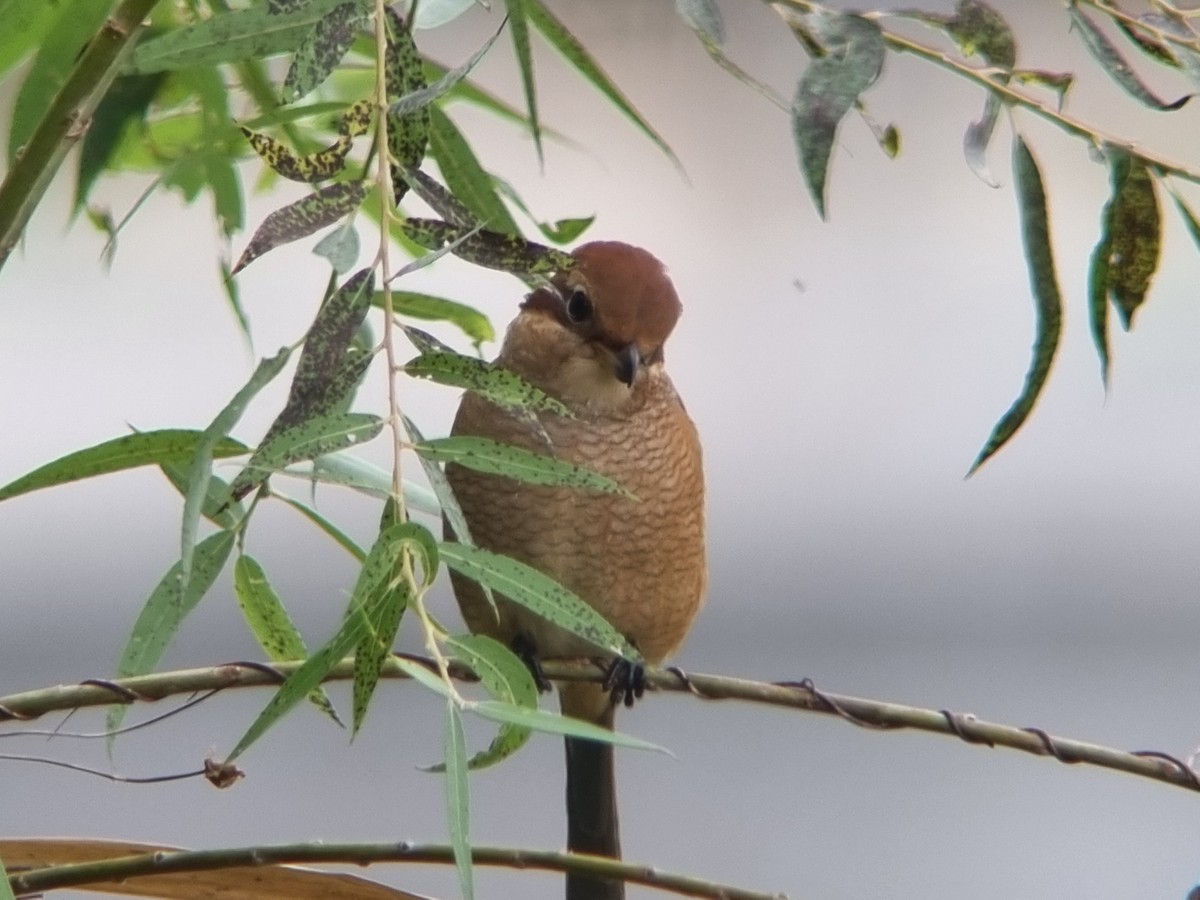 Bull-headed Shrike - ML642896149