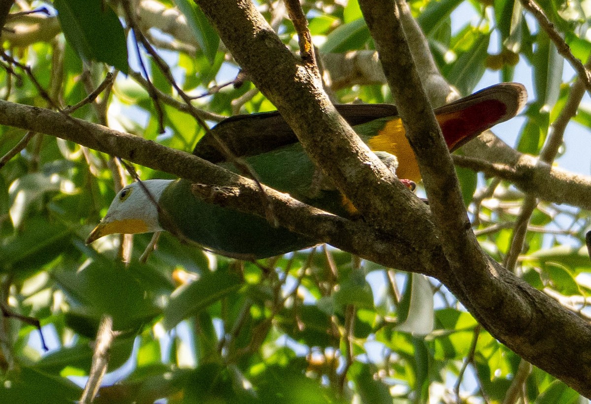 Black-naped Fruit-Dove - ML642896150