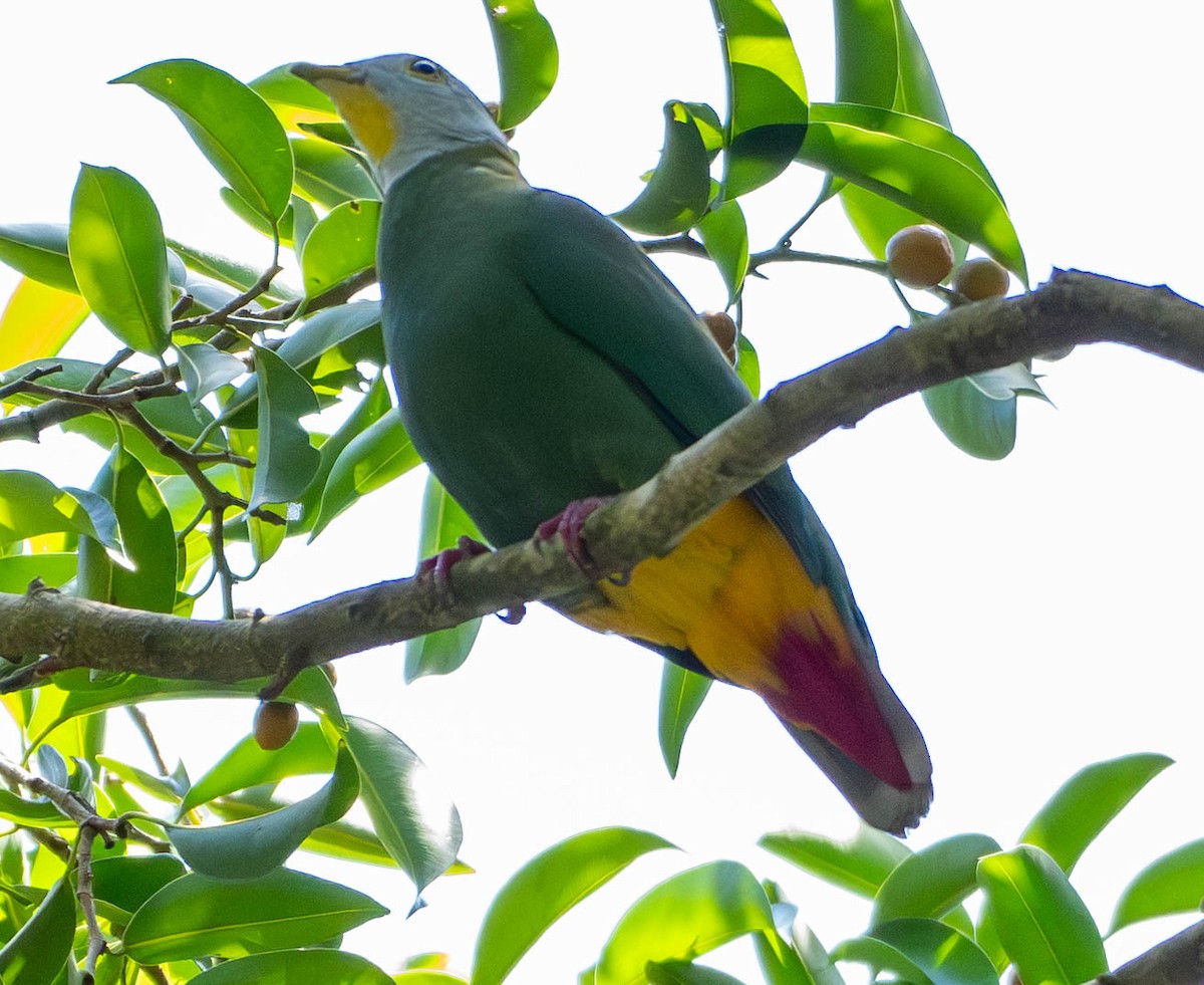 Black-naped Fruit-Dove - ML642896151