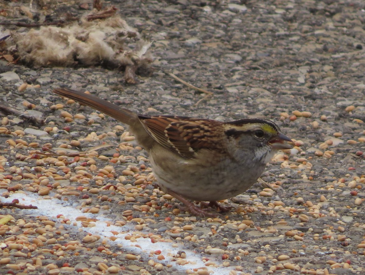 White-throated Sparrow - ML642896152