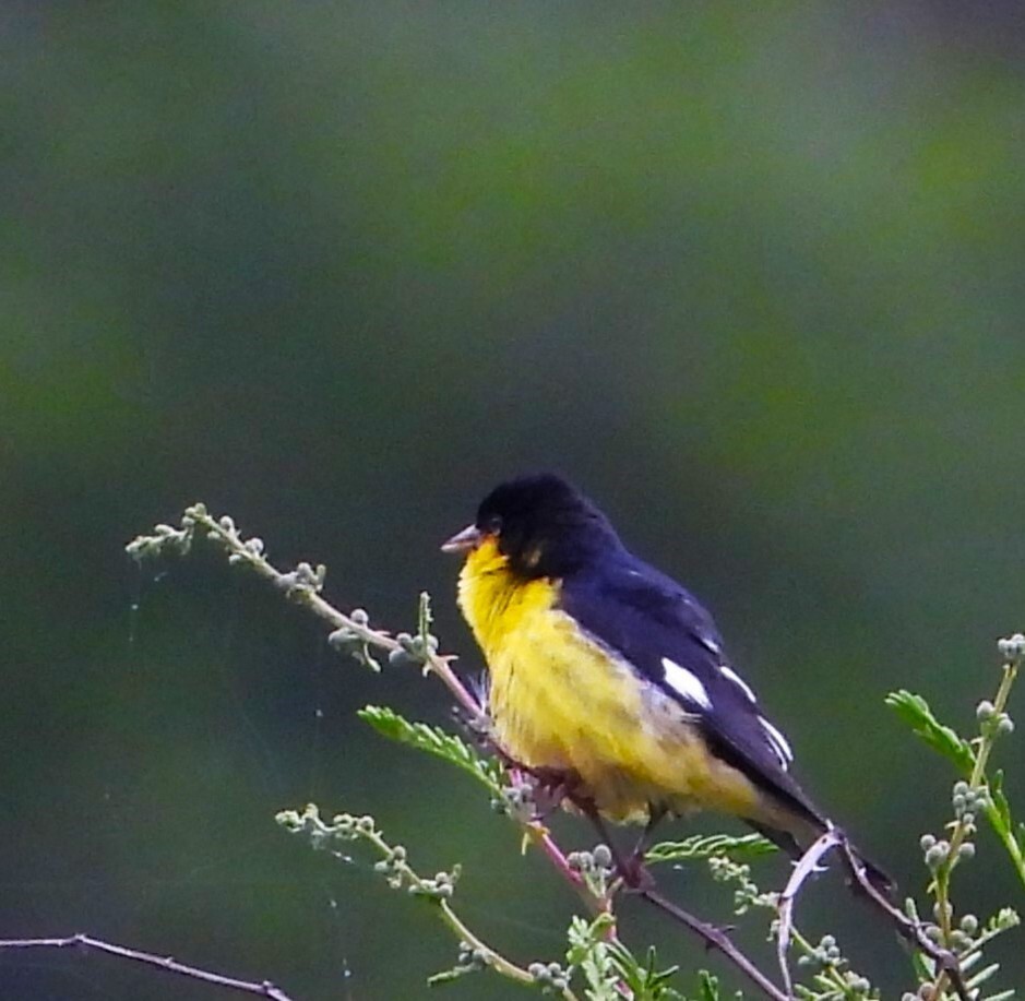 Lesser Goldfinch - ML642896153