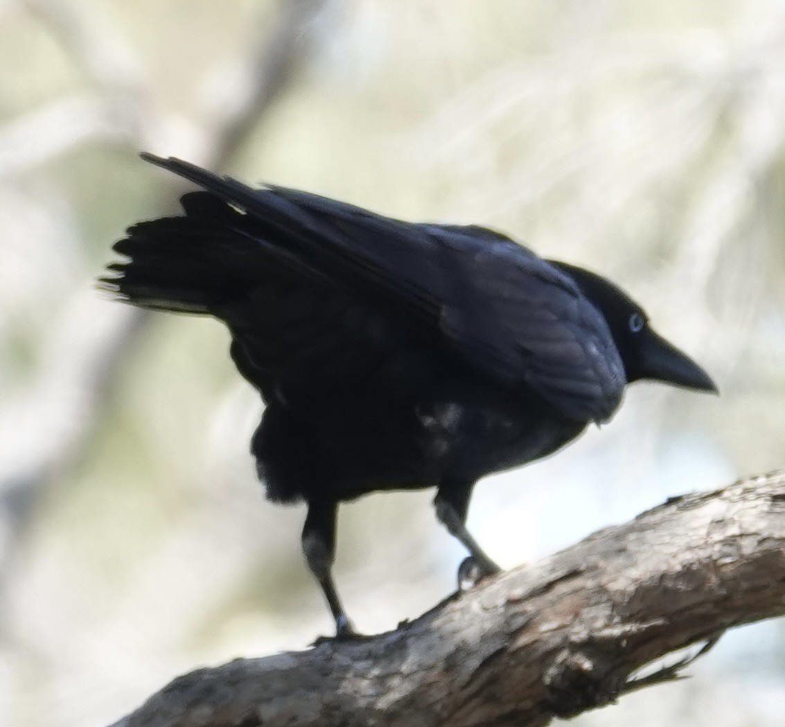 Torresian Crow - ML642896154