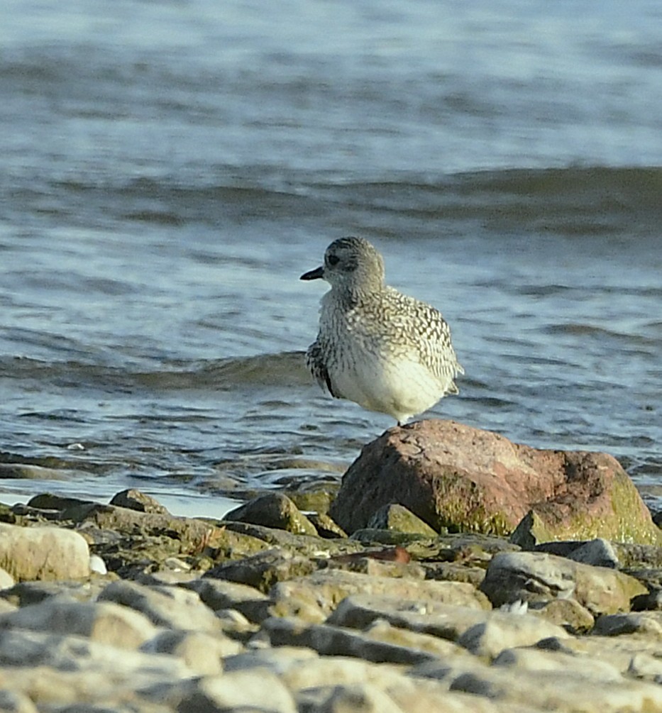 Black-bellied Plover - ML642896155