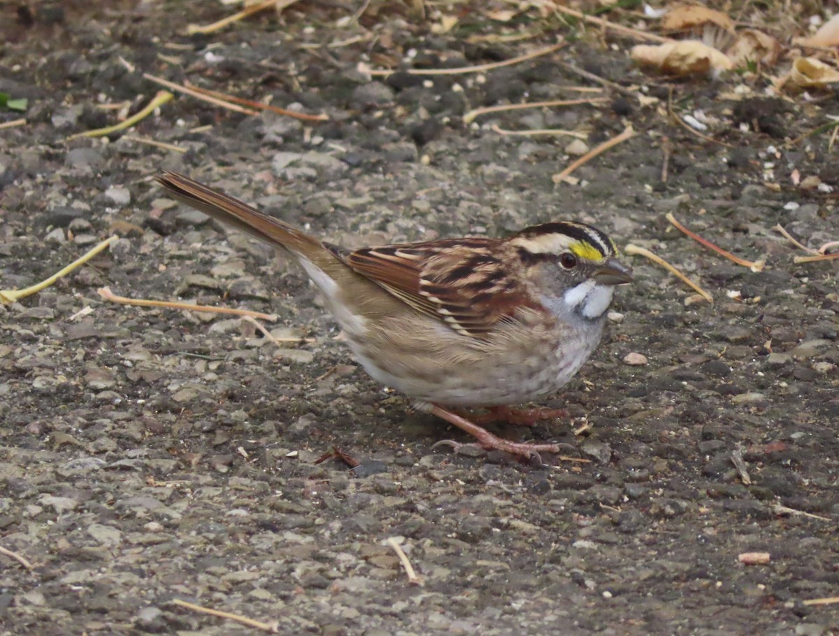 White-throated Sparrow - ML642896156