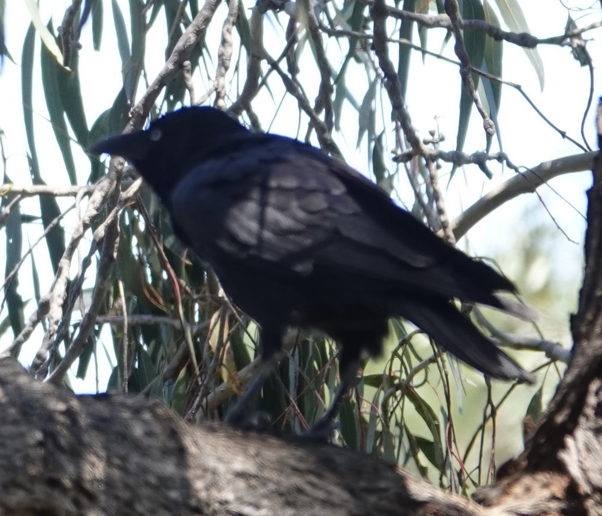 Torresian Crow - ML642896157