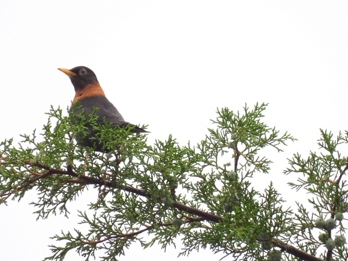 Rufous-collared Robin - ML642896162