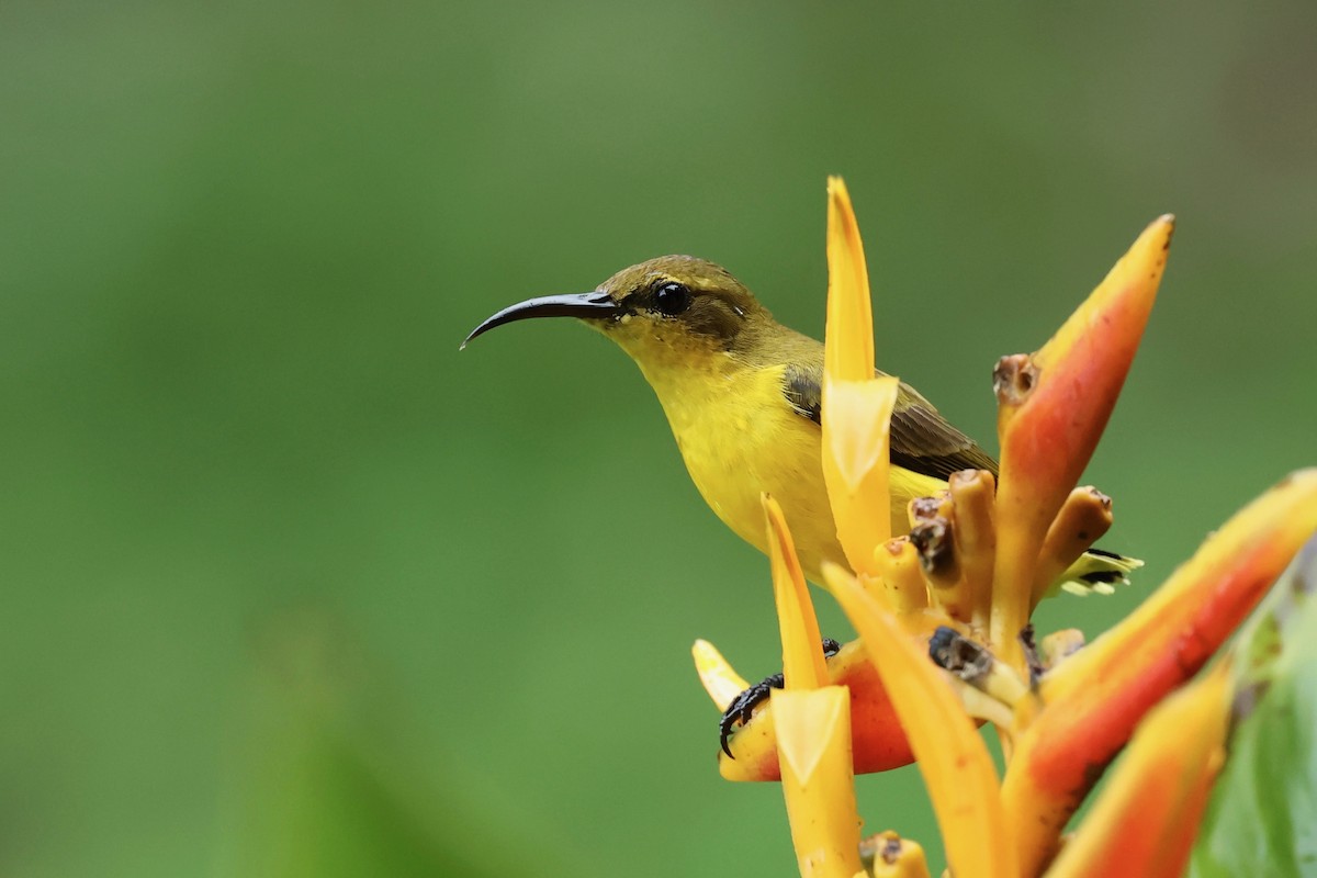 Sahul Sunbird - ML642896163