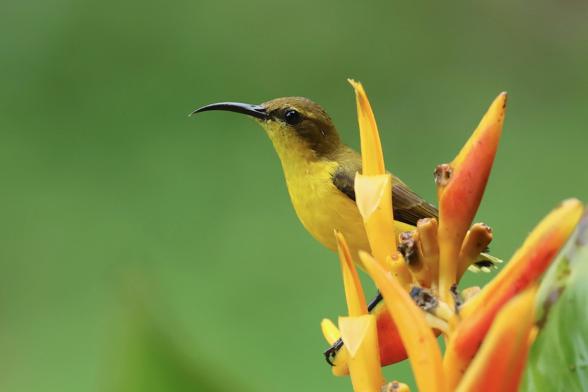 Sahul Sunbird - ML642896164