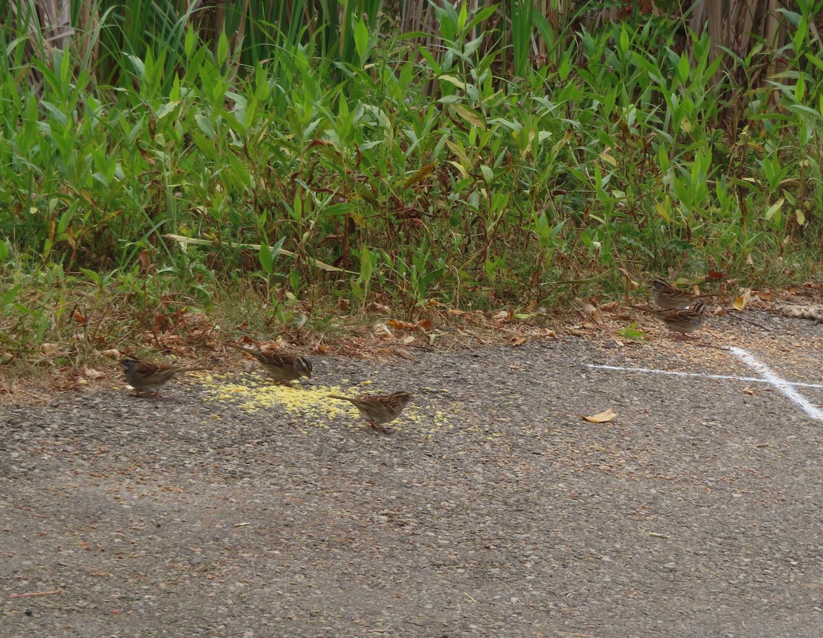 White-throated Sparrow - ML642896166