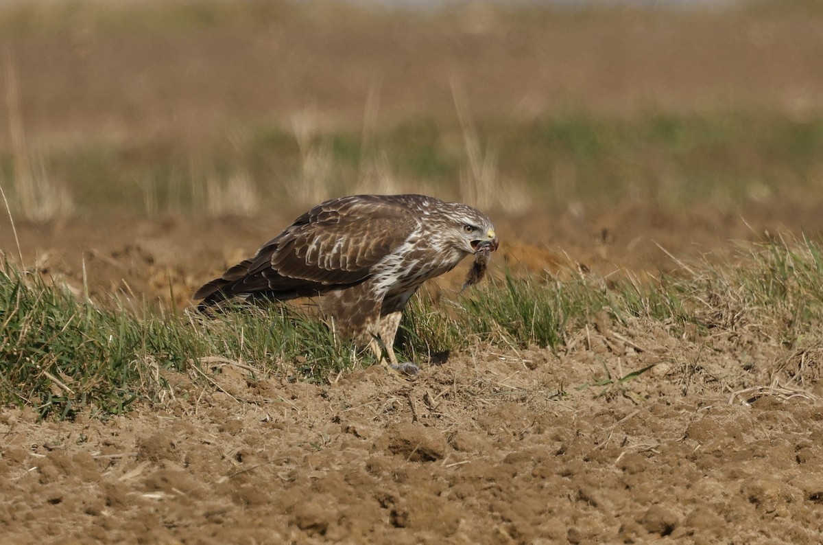 Common Buzzard - ML642896167