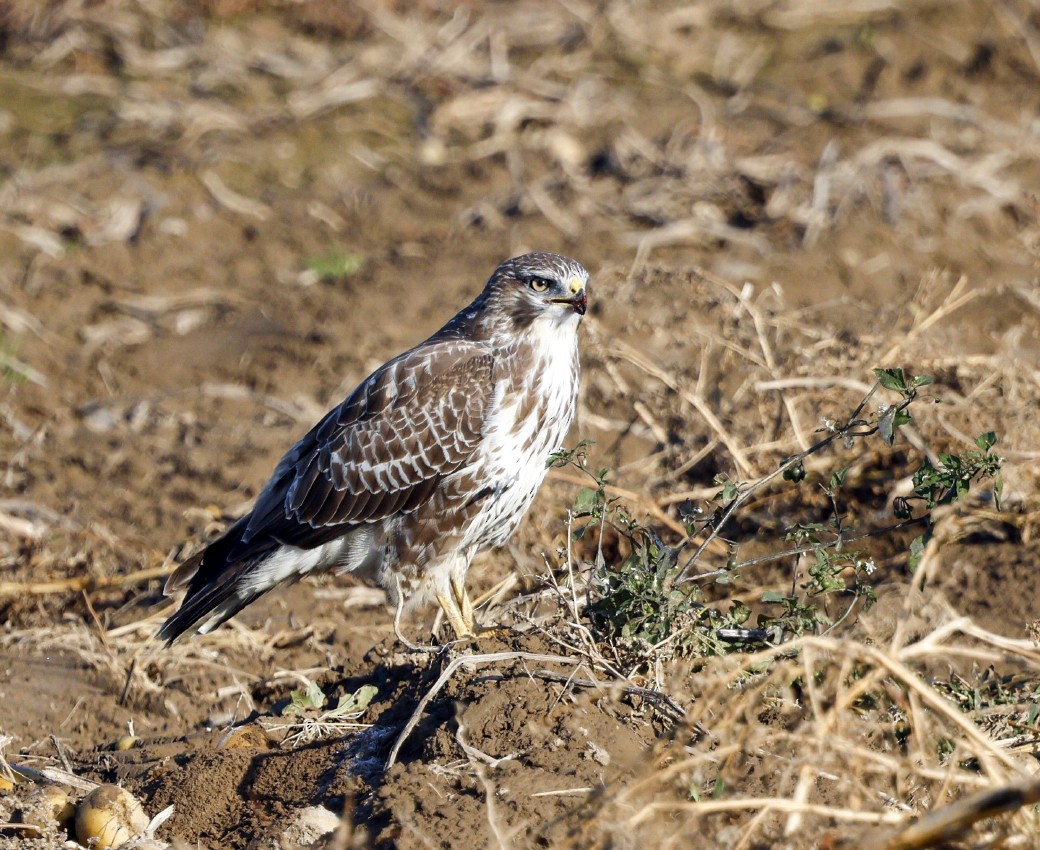 Common Buzzard - ML642896168