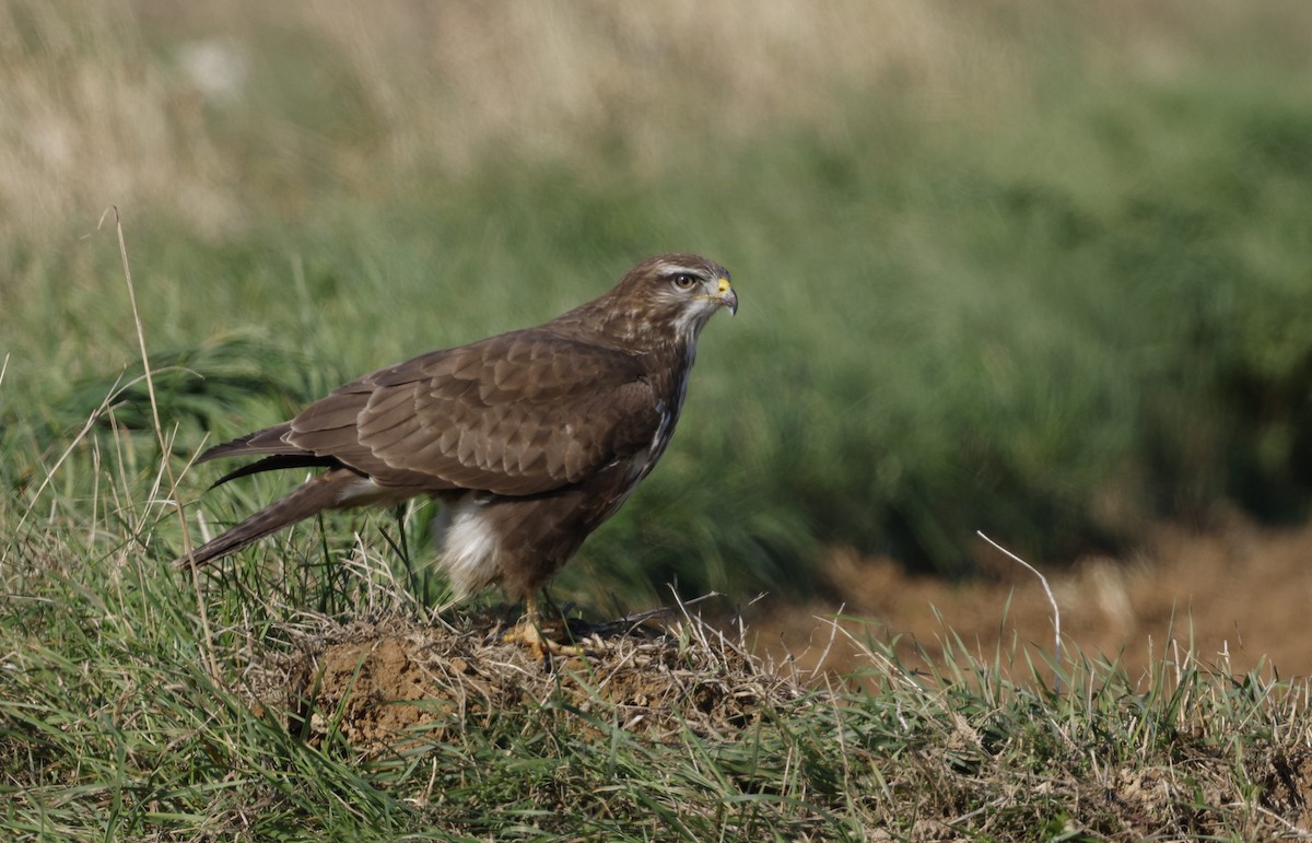 Common Buzzard - ML642896169