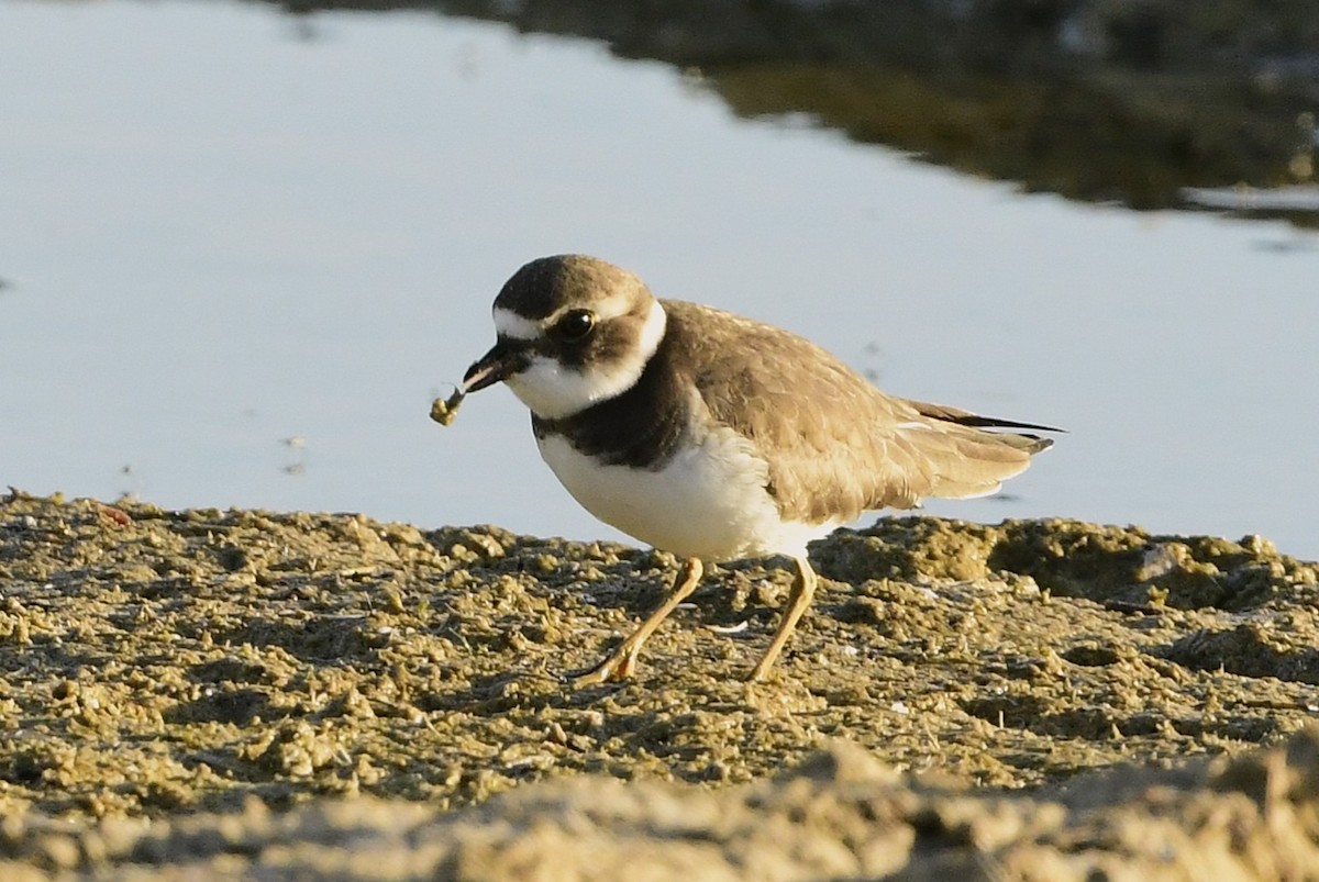 Semipalmated Plover - ML642896176
