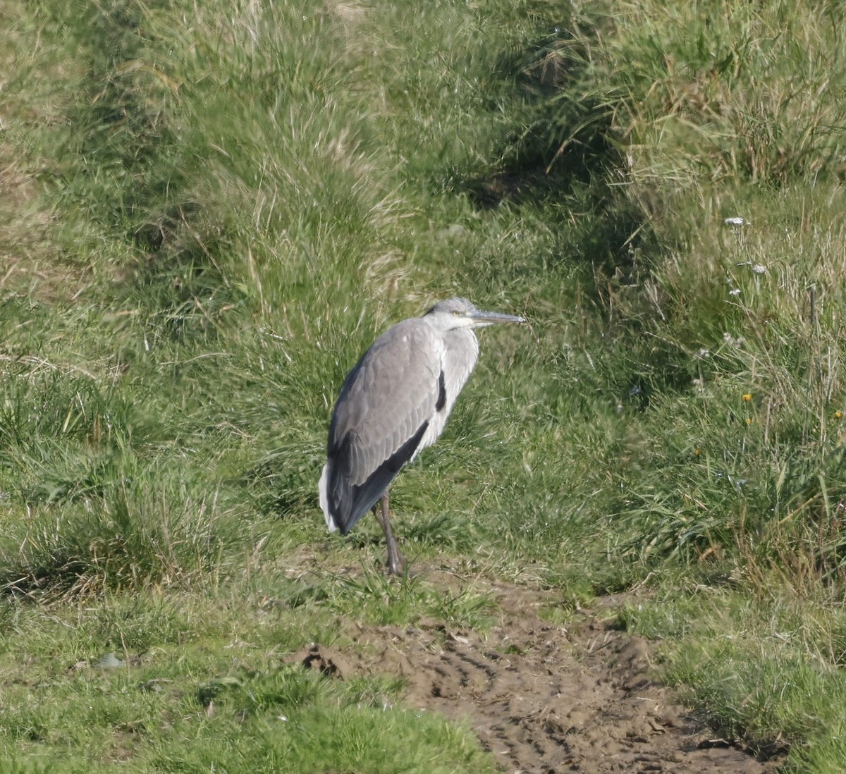 Gray Heron - ML642896177