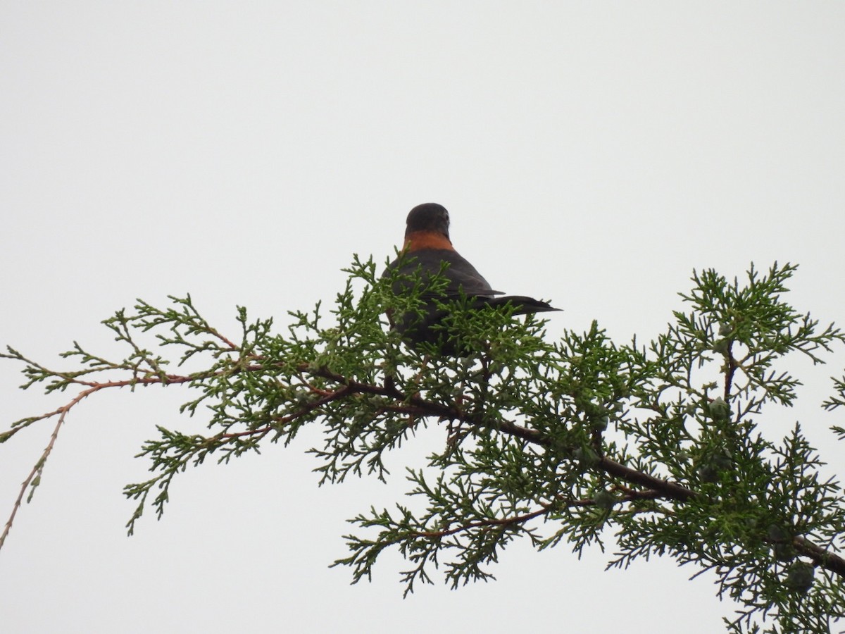Rufous-collared Robin - ML642896178