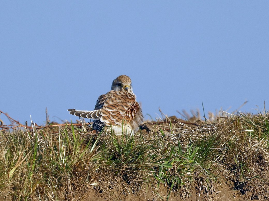 Eurasian Kestrel - ML642896179