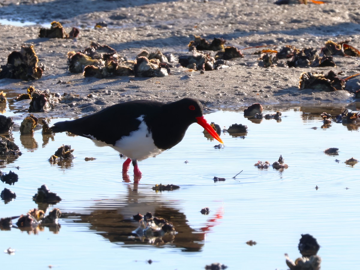 Pied Oystercatcher - ML642896180