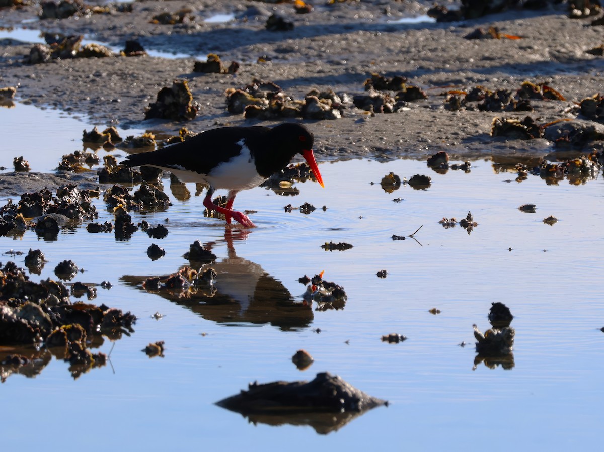 Pied Oystercatcher - ML642896181