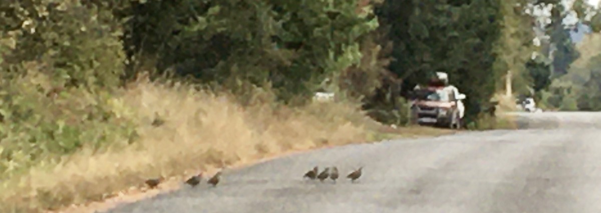 California Quail - ML642896183