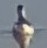 Wilson's Phalarope - ML642896185