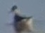 Wilson's Phalarope - ML642896186